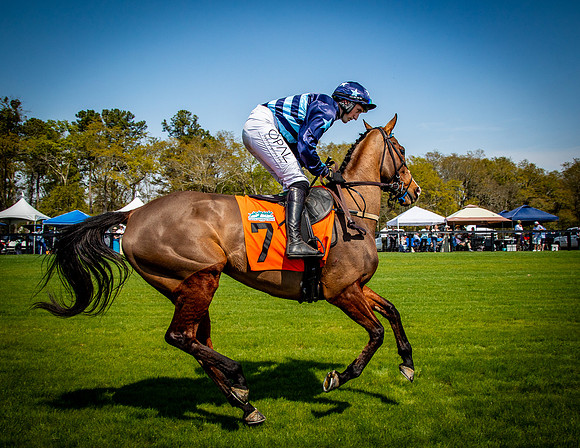 Horses-9311