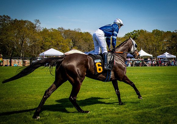 Horses-9317