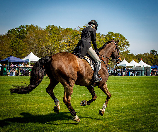 Horses-9324
