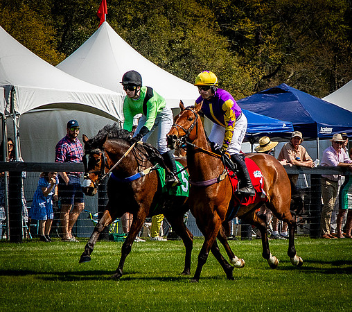 Horses-9328
