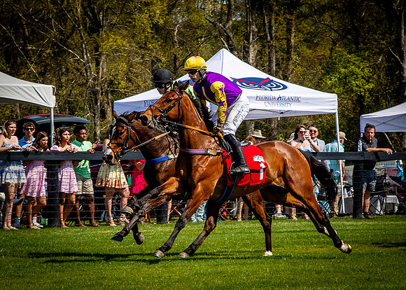 Horses-9331