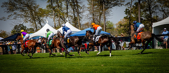 Horses-9338