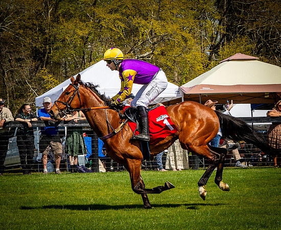 Horses-9356