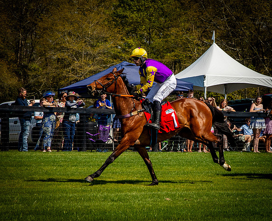 Horses-9355