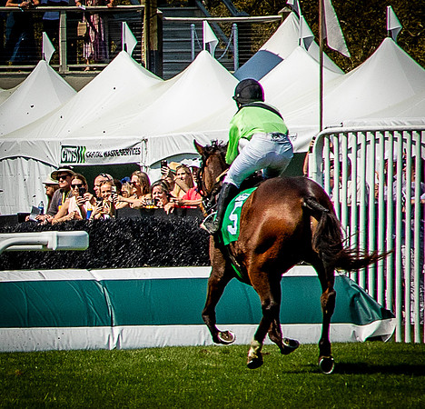 Horses-9368
