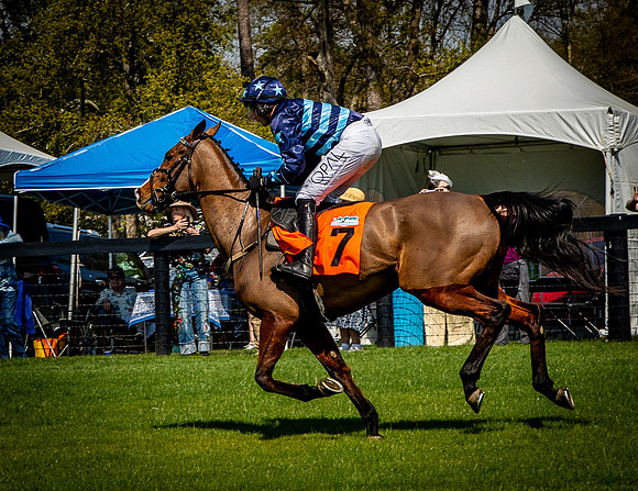 Horses-9359