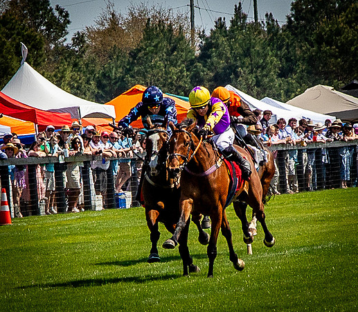 Horses-9379