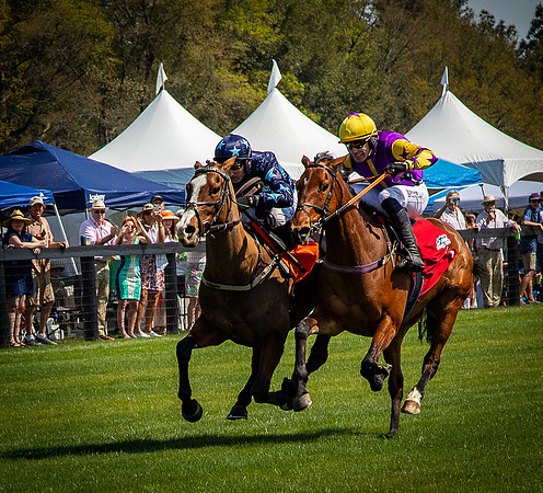 Horses-9384