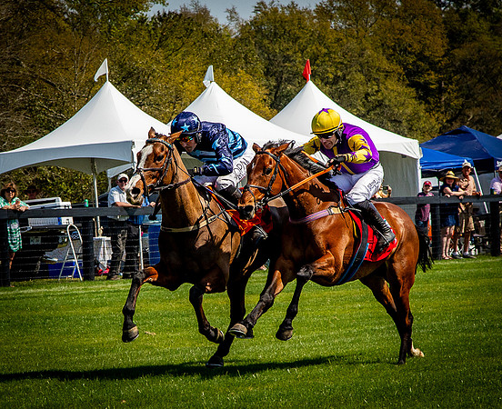 Horses-9385