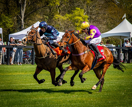 Horses-9386