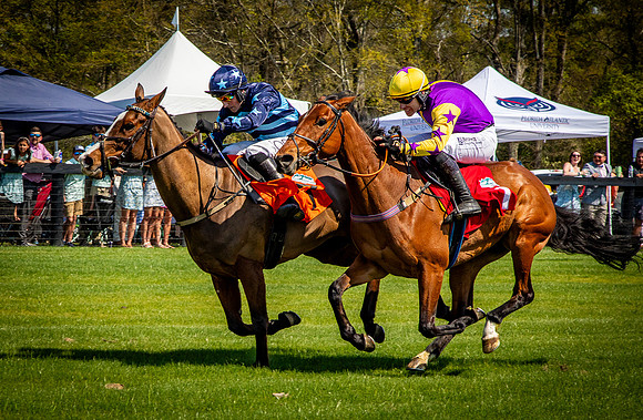 Horses-9387