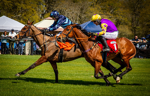 Horses-9388