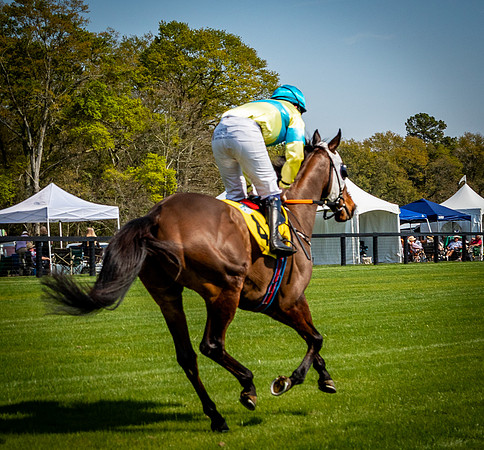 Horses-9415