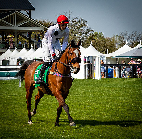 Horses-9416