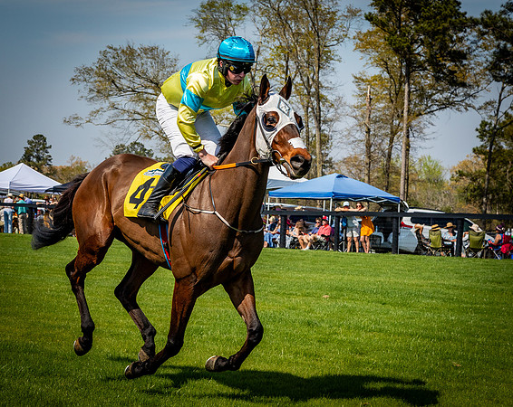 Horses-9411