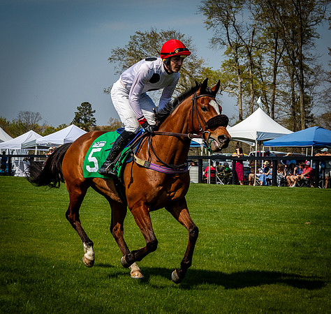 Horses-9418