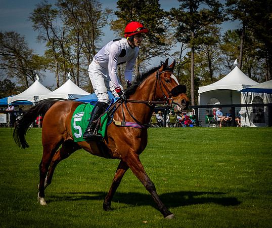 Horses-9419
