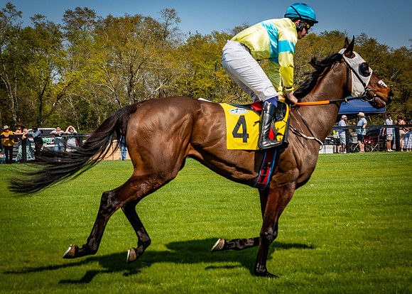 Horses-9413