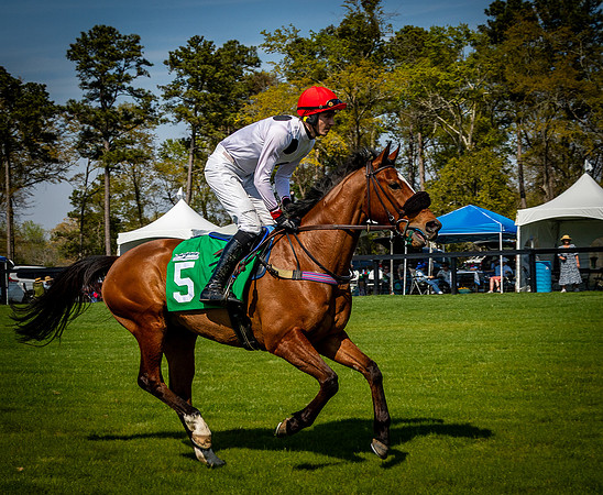 Horses-9420