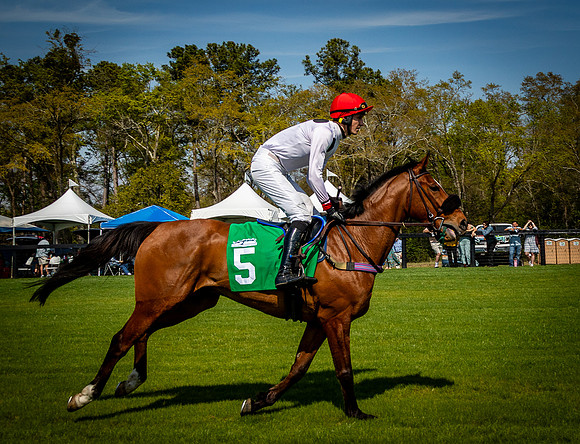 Horses-9421