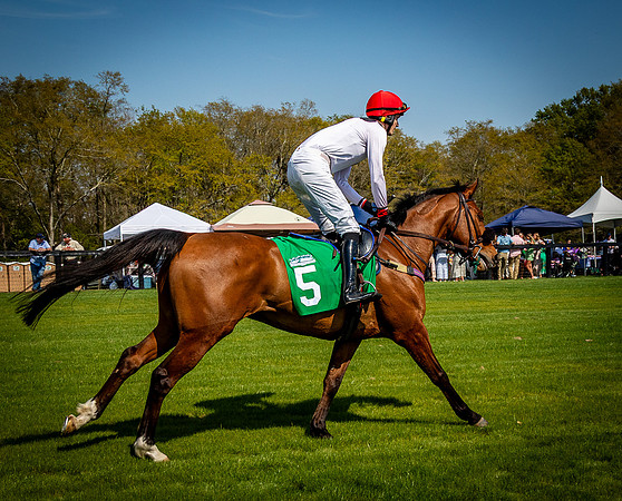 Horses-9422