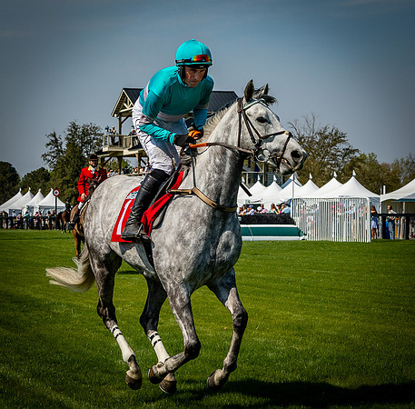 Horses-9425