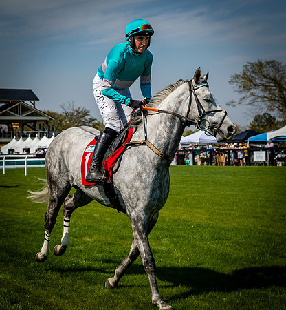 Horses-9426