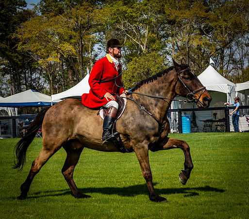 Horses-9432