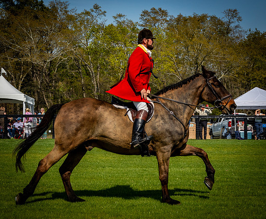 Horses-9434