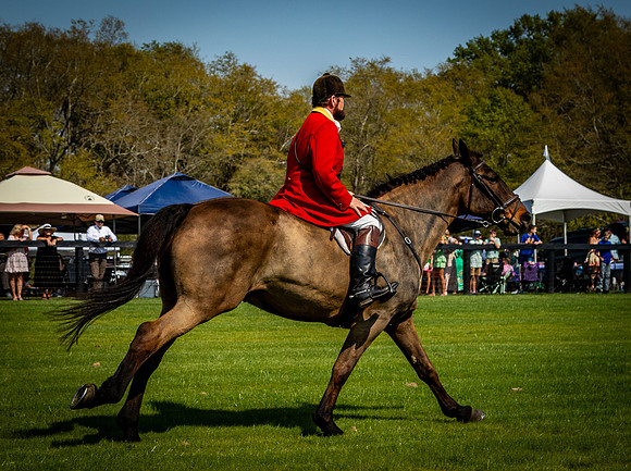 Horses-9436