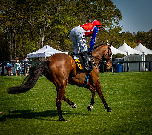 Horses-9441