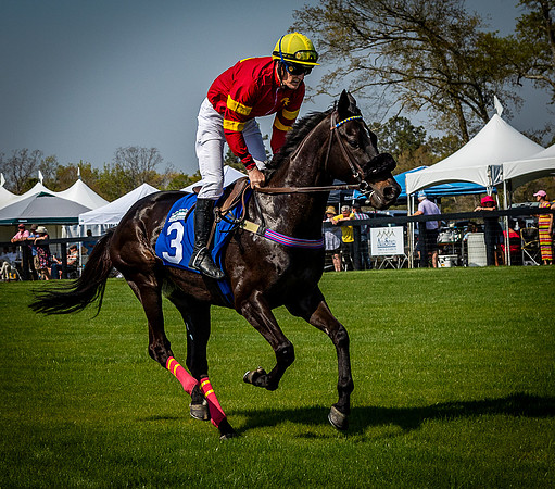 Horses-9443