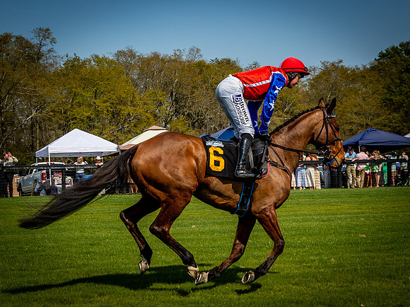Horses-9439