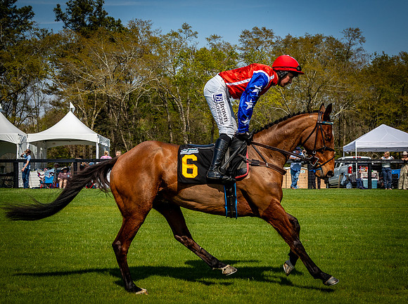 Horses-9438