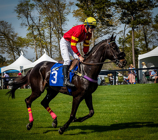 Horses-9444