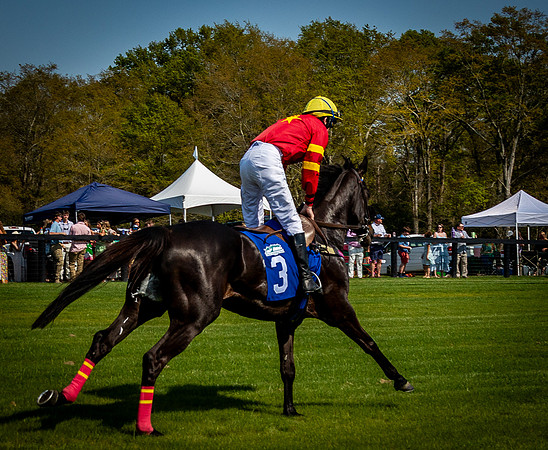 Horses-9448