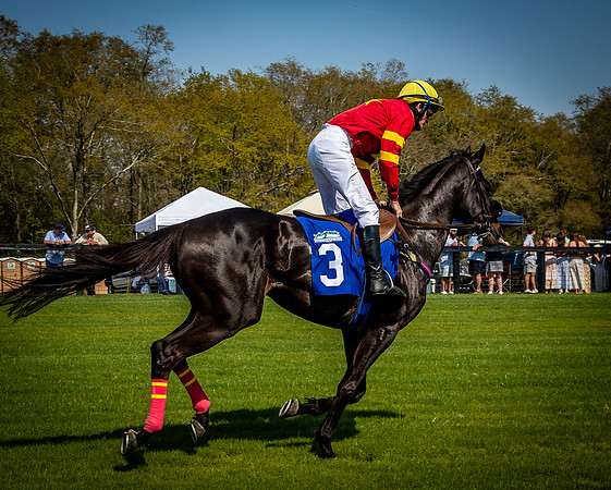 Horses-9447
