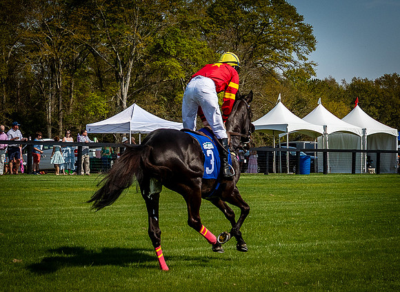 Horses-9449