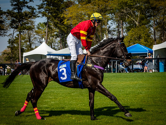 Horses-9445