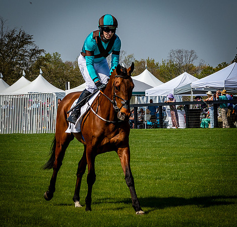 Horses-9450