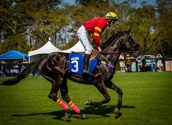 Horses-9446
