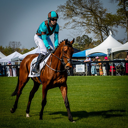 Horses-9451