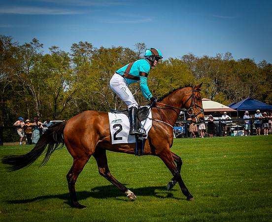 Horses-9456