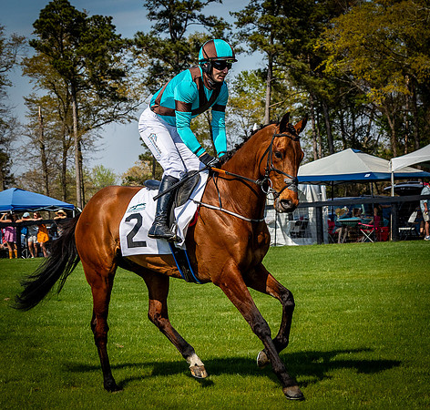 Horses-9453