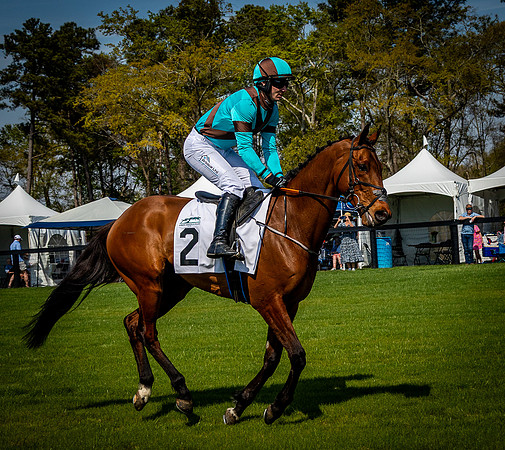 Horses-9454