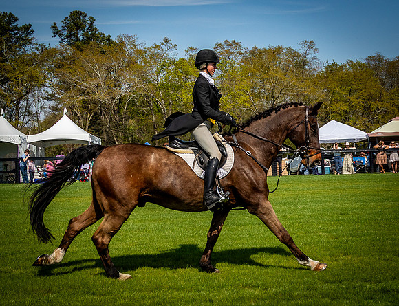 Horses-9461