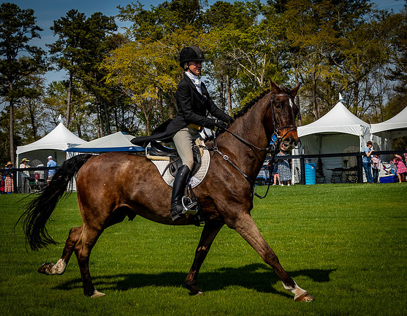 Horses-9459