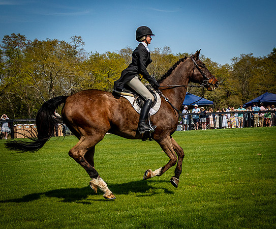 Horses-9462
