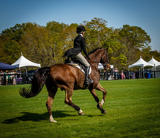 Horses-9464
