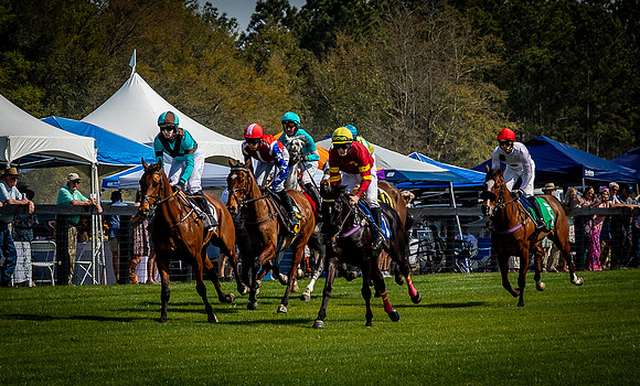 Horses-9473